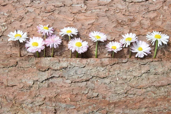 Ağacın kabuğunda taze papatya çiçekleri, arka plan, ağaç kabuğu, çiçek başları, yaz