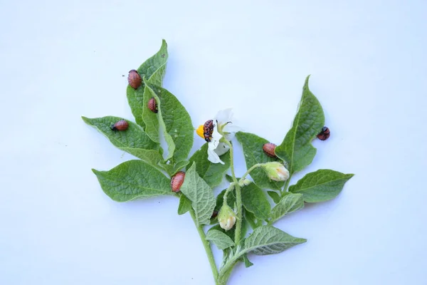 Patates yapraklarındaki kolorado böcekleri, hasat, beyaz arka plandaki patates dalları, çiçek açan bitkiler, haşereler, böcekler, yaz, izole et