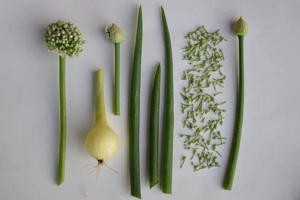 soğan kolajı, yeşil soğan tüyleri, tohumlar, beyaz arka planda soğanlar, vejetaryen yiyecekler, vitaminler, sağlıklı doğal yiyecekler, üst görünüm