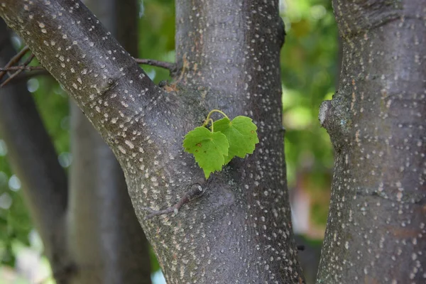 yeşil yapraklar bir ağaç gövdesinde, yakın plan, bahçede, ilkbahar, yaz, filiz, konsept fotoğraf, doğum, bahçede güneşli sıcak bir gün