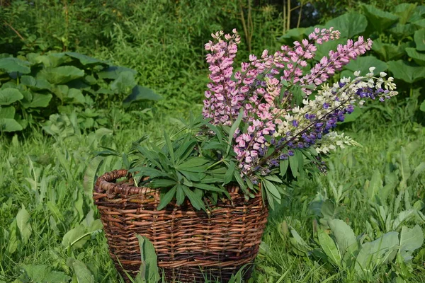 Bahçedeki sepette bir buket çiçek, parlak pembe ve mor çiçekler, yaz, güneşli sıcak bir gün.