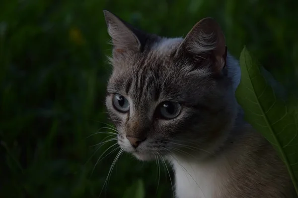 Kedi, bir kedinin portresi yakın plan, güzel açık gözler, bahçede, çimlerin etrafında, dikkatli bakış, başka yöne bakıyor, doğadaki mutlu hayvanlar.
