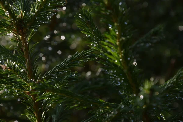Çam ağacında yağmur damlaları olan ladin dalları, güneşin parlaklığıyla, yazın bahçede, çok güzel bir arka plan.
