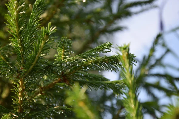 Yağmur damlalı ladin dalları, mavi gökyüzü, arkaplan, metin için yer, her zaman yeşil ağaç