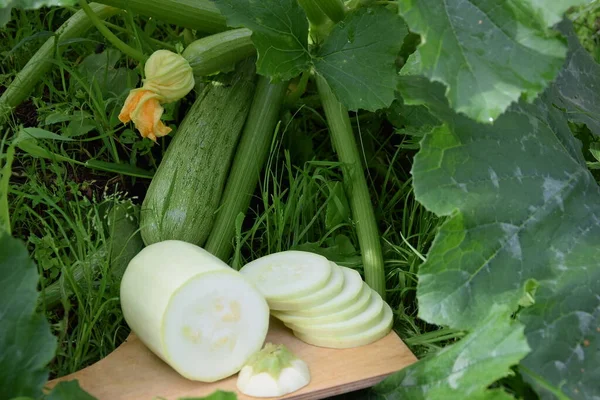 Bir çalılıkta kabak ve ahşap mutfak tahtasının üzerinde kabak dilimlenmiş, yakın plan, üst görüş, tarım, yiyecek, vejetaryen yiyecekler, sağlıklı yiyecekler, vitaminler, yazın bahçede doğal ürünler.