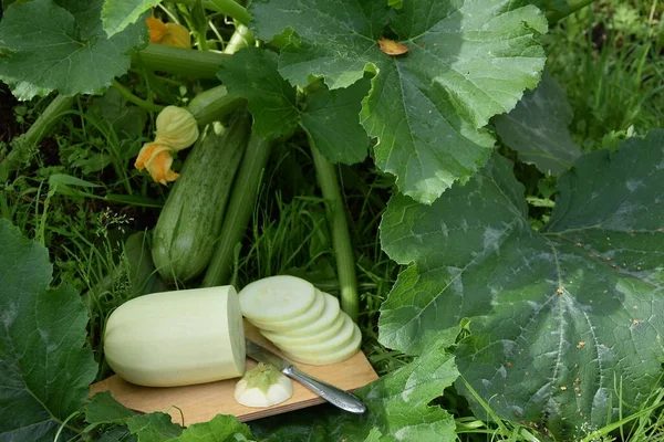 Bir çalı üzerinde kabak ve tahta bir tahta üzerinde kabak dilimlenmiş, yaz, sonbahar, hasat, taze sağlıklı yiyecekler, vejetaryen yiyecekler, vitaminler