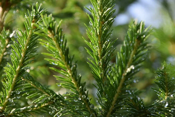 Bir köknar ağacının dalı, yağmur damlalarıyla, güneş ışığı parçalarıyla, yakın plan, arka plan olarak