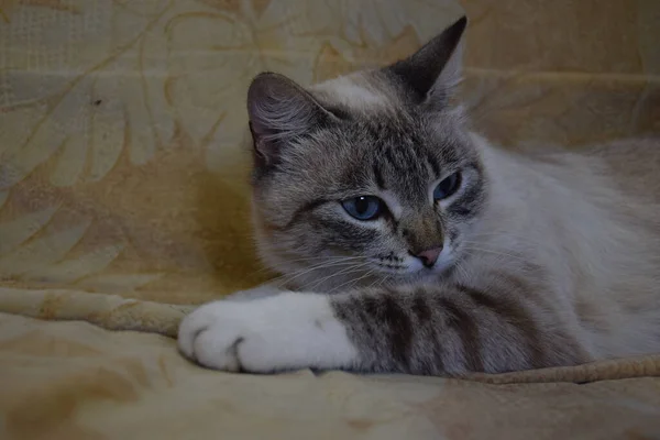 Kanepedeki kedi, güzel mavi gözler, kedi başka yere bakıyor, gri bir kedi portresi, düşünceli kedi, duygu