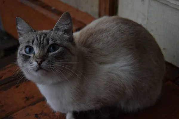 Yukarı bakan bir kedinin portresi, açık mavi güzel gözler, bir evin ahşap verandasında oturan bir kedi, yaz
