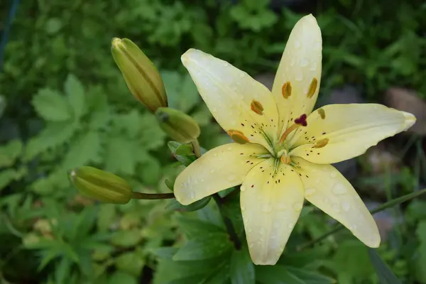 Zambak çiçeği, üst manzara, çiçek başı, güzel sarı çiçek yapraklara çiy damlaları, arkaplan olarak yağmur damlaları, çiçek deseni.