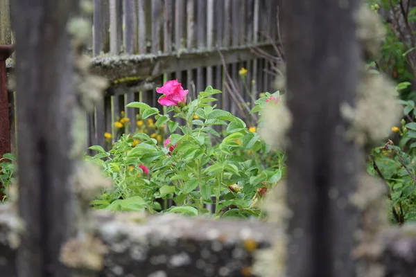 Ön plan odak dışı, yosunlu ahşap bir çit, arka planda parlak pembe bir çiçek, bahçede yeşil bir çalı, sonbaharda