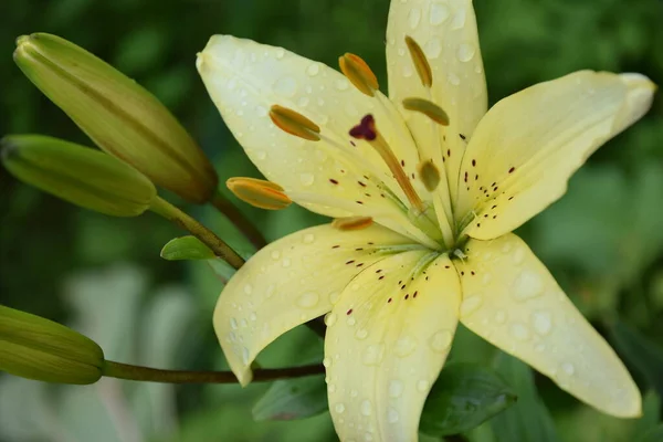 Nilüfer çiçeği, çiğ damlaları, üst görünüm, makro fotoğraf, narin sarı renk.
