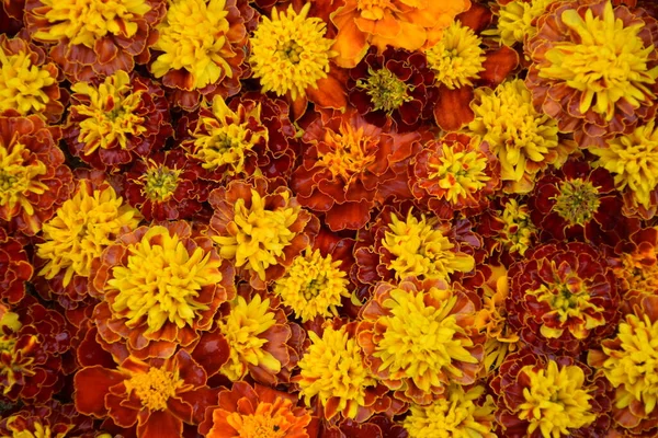 parlak turuncu ve sarı çiçekler arka plan ya da şablon olarak