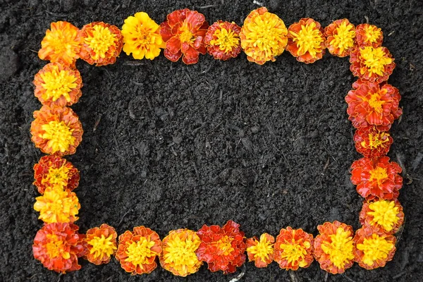 Siyah toprağın arka planında parlak taze çiçeklerden oluşan bir çerçeve, metin için bir yer.