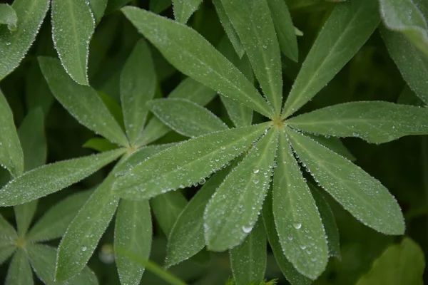 Taze yeşil yaprağa çiy damlaları, bahçede yaz, yakın çekim, üst manzara, yakın çekim, makro fotoğrafçılık, güzel yeşil çiçek yaprakları.