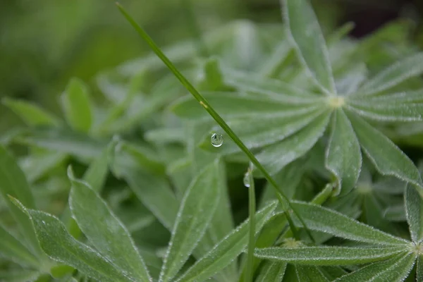 İnce bir yaprağın üzerindeki çiğ damlası, sabahın erken saatlerinde yeşil bir tarla, makro fotoğrafçılık.