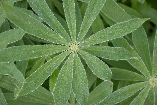 Çiy damlalı yeşil yaprak, makro fotoğraf, arka plan olarak kullan