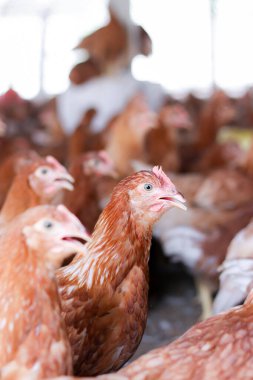 Tavuk çiftliğinde bir sürü kahverengi tavuk var.