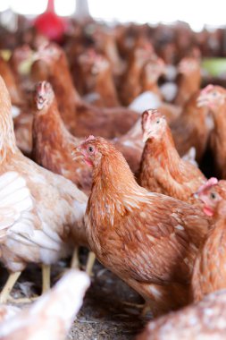 Tavuk çiftliğinde bir sürü kahverengi tavuk var.