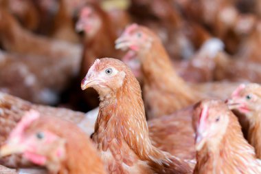 Tavuk çiftliğinde bir sürü kahverengi tavuk var.