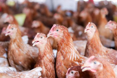 Tavuk çiftliğinde bir sürü kahverengi tavuk var.