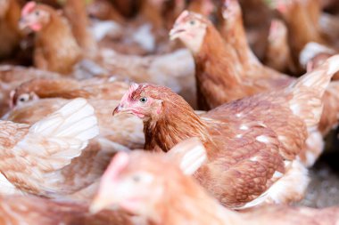 Tavuk çiftliğinde bir sürü kahverengi tavuk var.
