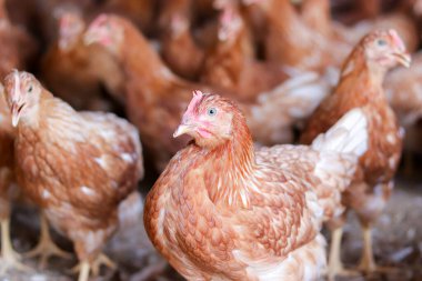 Tavuk çiftliğinde bir sürü kahverengi tavuk var.