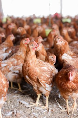 Tavuk çiftliğinde bir sürü kahverengi tavuk var.