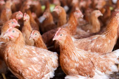 Tavuk çiftliğinde bir sürü kahverengi tavuk var.