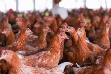 Tavuk çiftliğinde bir sürü kahverengi tavuk var.