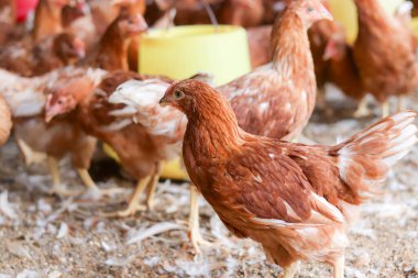 Tavuk çiftliğinde bir sürü kahverengi tavuk var.