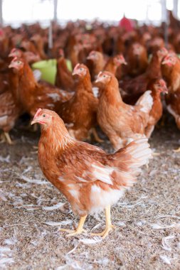 Tavuk çiftliğinde bir sürü kahverengi tavuk var.