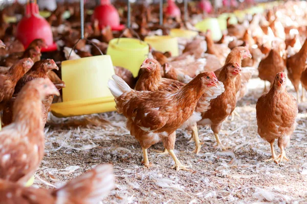 Tavuk çiftliğinde bir sürü kahverengi tavuk var.
