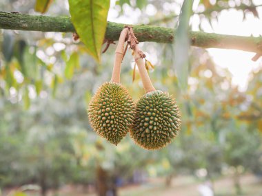 Durian ağacında küçük Durian yetişiyor. Meyvelerin kralı