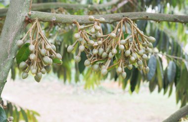 Durian ağacında çiçek tomurcukları büyüyor. Meyvelerin kralı