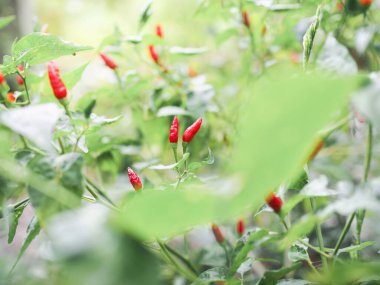 Sebze bahçesindeki ağaçtaki kırmızı biberi kapat, Tayland biberi.