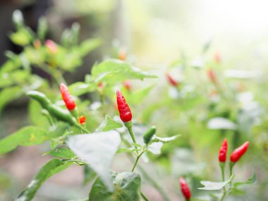 Sebze bahçesindeki ağaçtaki kırmızı biberi kapat, Tayland biberi.