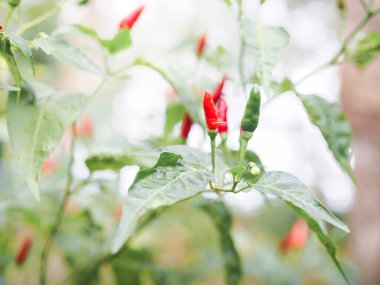 Sebze bahçesindeki ağaçtaki kırmızı biberi kapat, Tayland biberi.