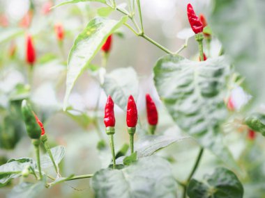 Sebze bahçesindeki ağaçtaki kırmızı biberi kapat, Tayland biberi.