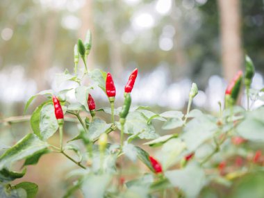Sebze bahçesindeki ağaçtaki kırmızı biberi kapat, Tayland biberi.