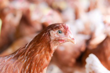 Tavuk çiftliğindeki kahverengi tavuğu kapat.