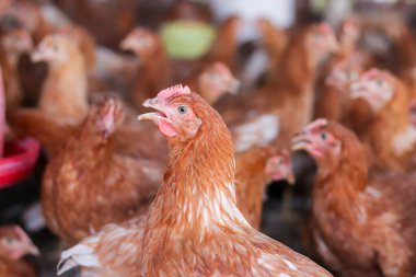 Tavuk çiftliğindeki kahverengi tavuğu kapat.