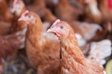 Tavuk çiftliğindeki kahverengi tavuğu kapat.