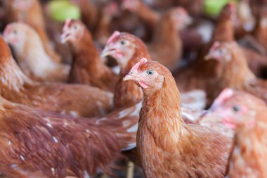 Tavuk çiftliğindeki kahverengi tavuğu kapat.