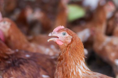 Tavuk çiftliğindeki kahverengi tavuğu kapat.