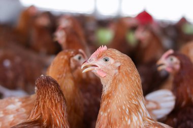 Tavuk çiftliğindeki kahverengi tavuğu kapat.