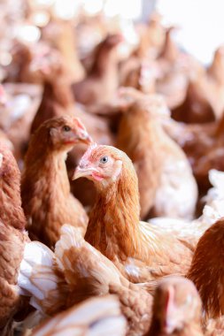 Tavuk çiftliğindeki kahverengi tavuğu kapat.