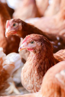 Tavuk çiftliğindeki kahverengi tavuğu kapat.