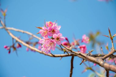 Mavi gökyüzü ile kiraz çiçeği