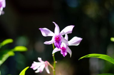 Doğal yeşil arkaplanda güzel beyaz ve mor orkide.